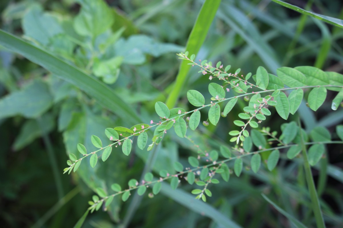 Phyllanthus gardnerianus (Wight) Baill.